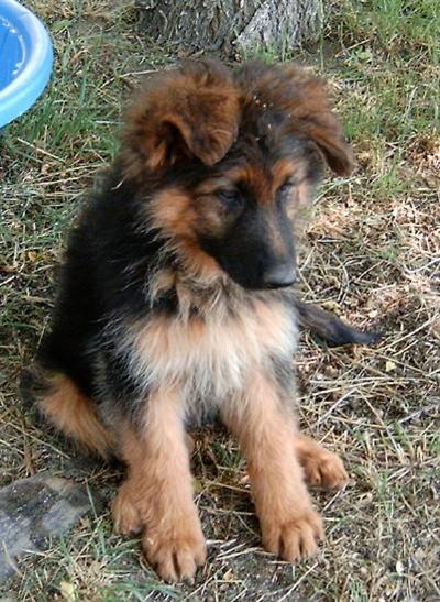 Puppies in WY