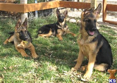 Puppies in WY
