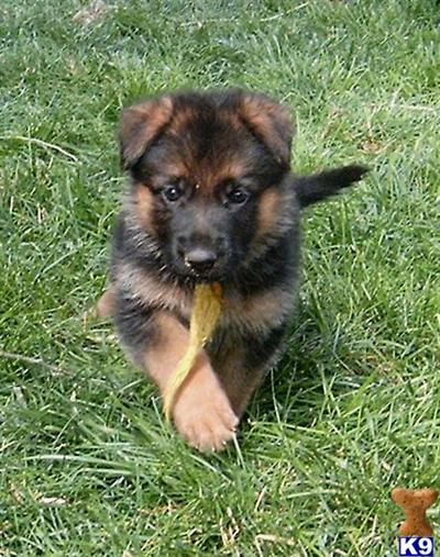 Puppies in WY