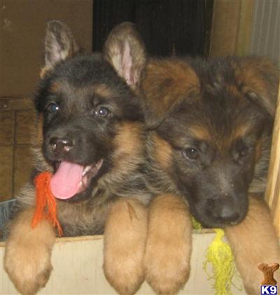 Puppies in WY