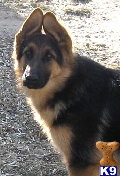 Puppies in WY