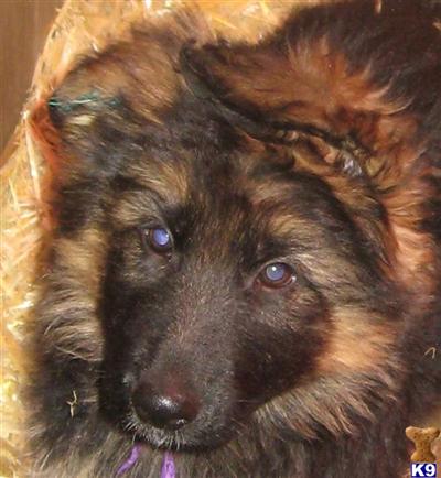 Puppies in WY