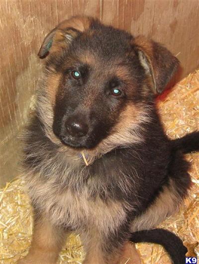 Puppies in WY