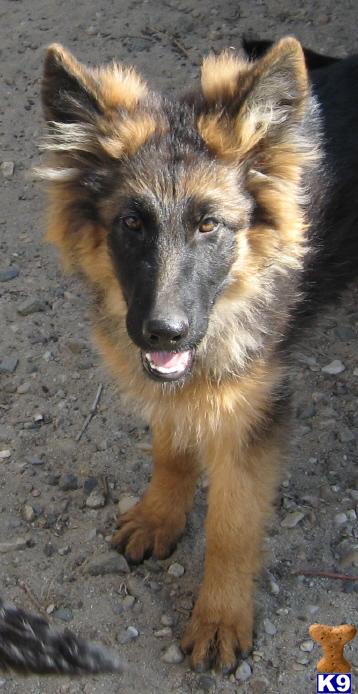 Dogs for Sale in WY