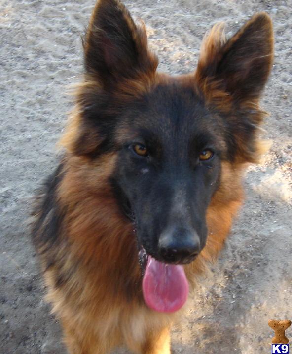 Dogs for Sale in WY