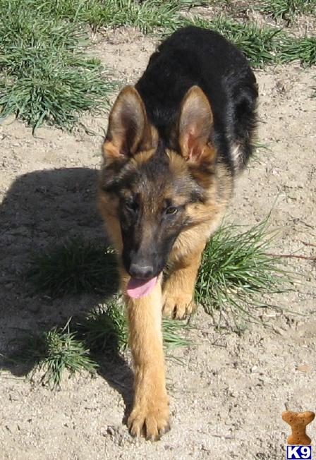 Dogs for Sale in WY