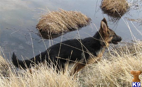 Dogs for Sale in WY
