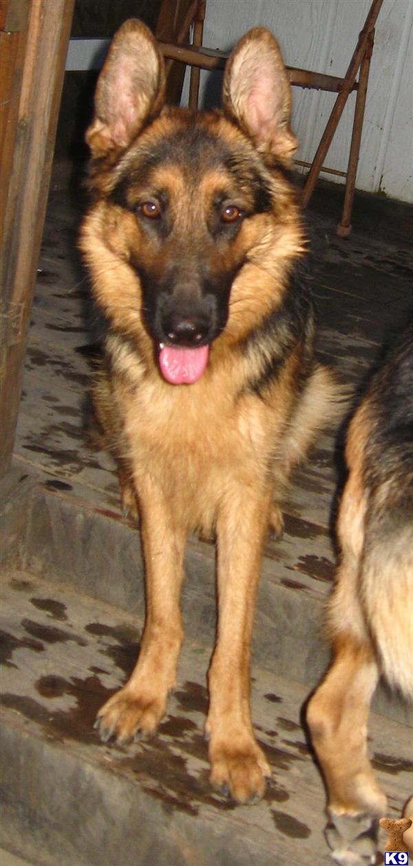Dogs for Sale in WY