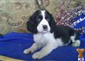 English Springer Spaniel
