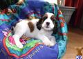 English Springer Spaniel