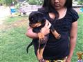 Rottweiler