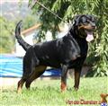 Rottweiler