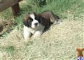 Saint Bernard