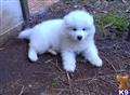 Samoyed