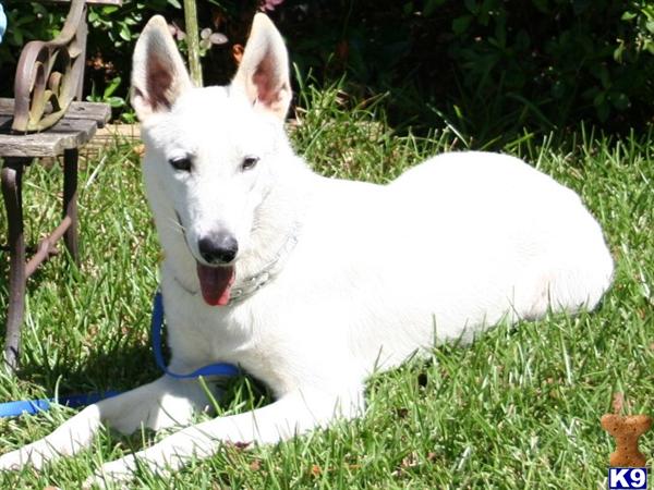 Dogs for Sale in SC