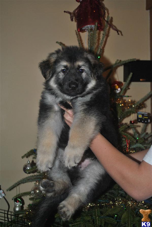 german shepherd puppies sc document moved german shepherd puppies sc document moved