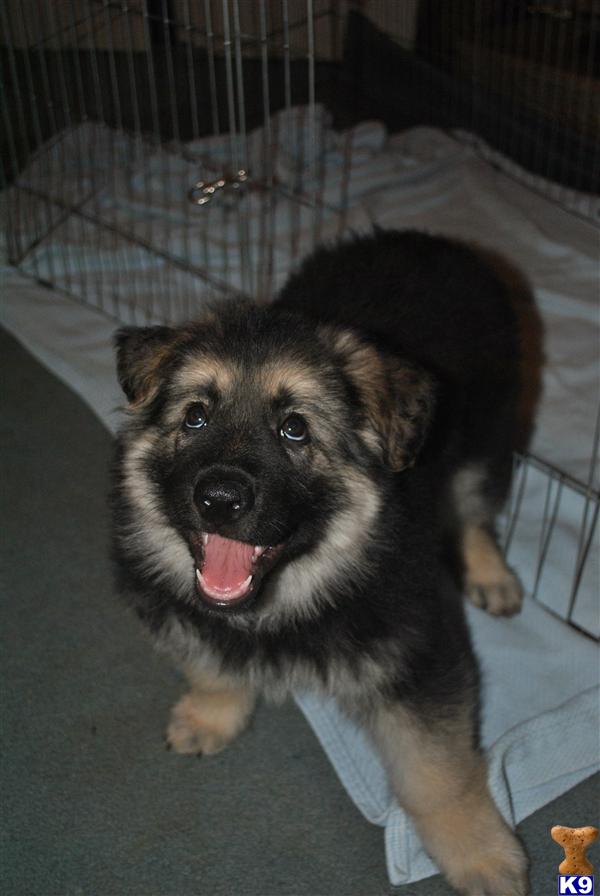 german shepherd puppies for sale in sc german shepherd puppies for sale in charleston sc german shepherd puppies for sale in sc german shepherd puppies for sale in charleston sc