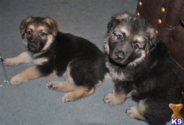german shepherd puppies sc document moved german shepherd puppies sc document moved