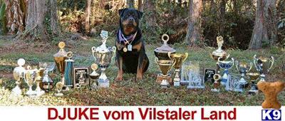 Rottweiler Puppies in FL
