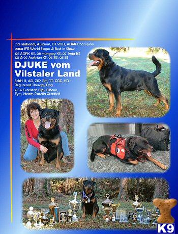 Stud Dogs - Rottweiler