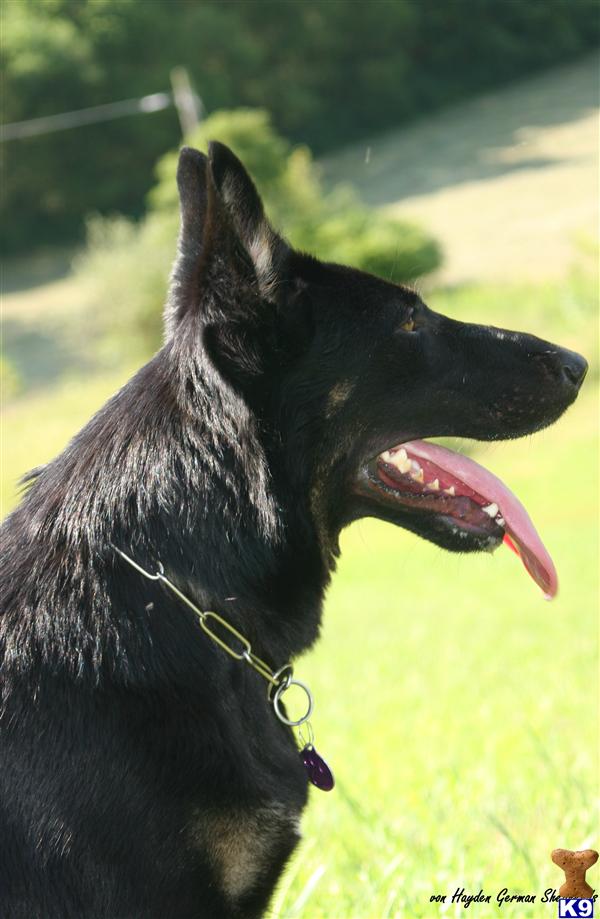 German Shepherd Puppies For Sale In Virginia. Dogs for Sale in WV