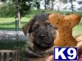 Puppies in Alvarado