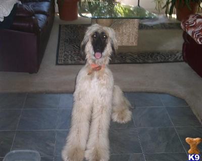 Dogs - Afghan Hound