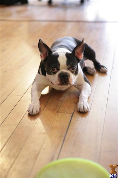 Stud Dogs - Boston Terrier