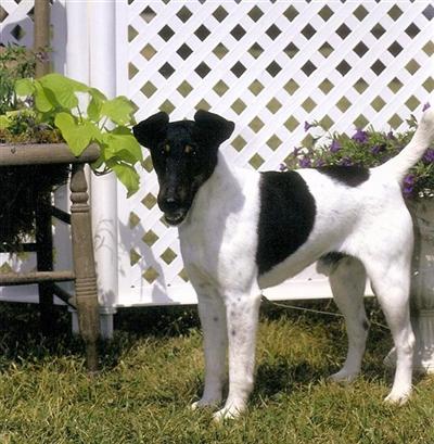 Smooth Fox Terrier Puppies for Sale