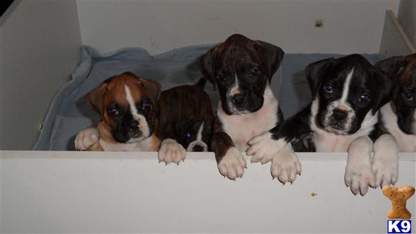 Puppies in Tucson