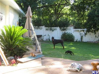 Dogs - Doberman Pinscher