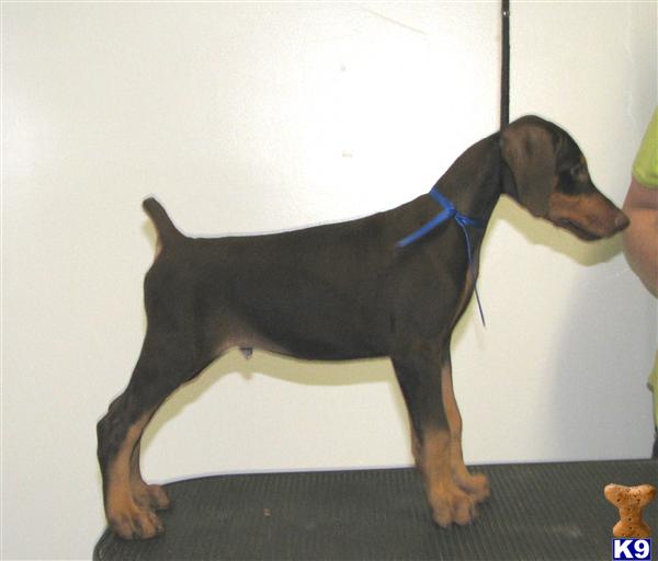 Doberman Pinscher Puppies for Sale
