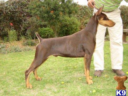 Stud Dogs - Doberman Pinscher