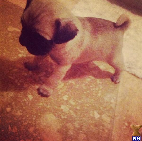 pomeranian puppies for sale in lubbock pomeranian puppies for sale in area breeds picture pomeranian puppies for sale in lubbock pomeranian puppies for sale in area breeds picture