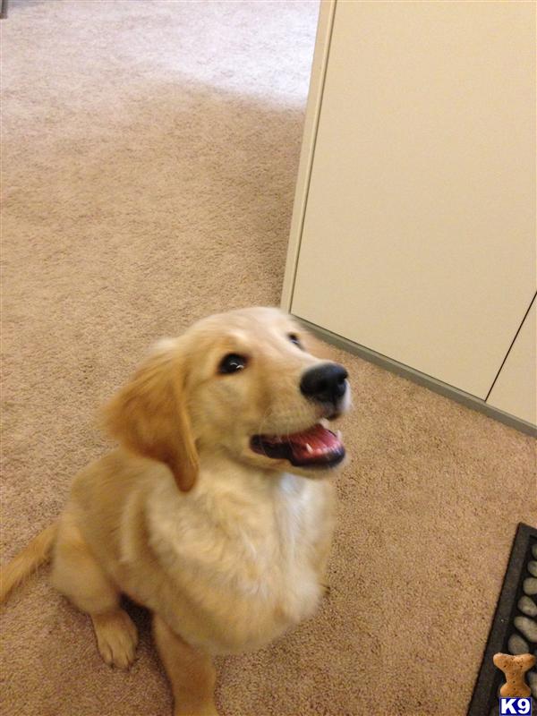 golden retriever puppies california document moved golden retriever puppies california document moved