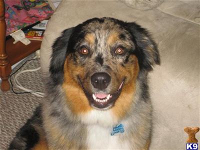 Stud Dogs - Australian Shepherd