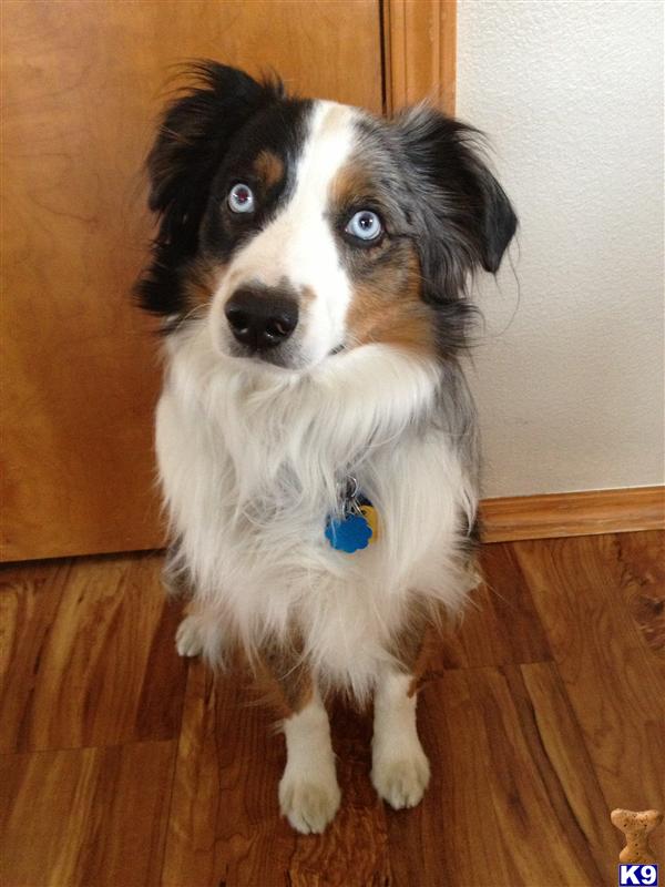Stud Dogs in ID