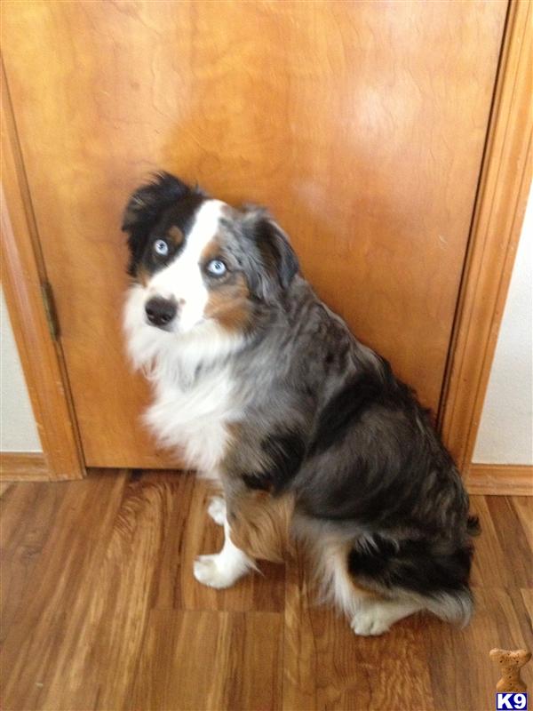 Stud Dogs in ID