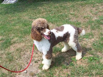 Stud Dogs in MD
