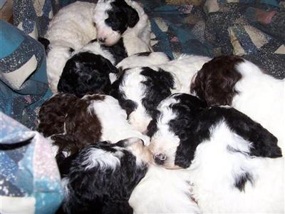 Puppies in MD
