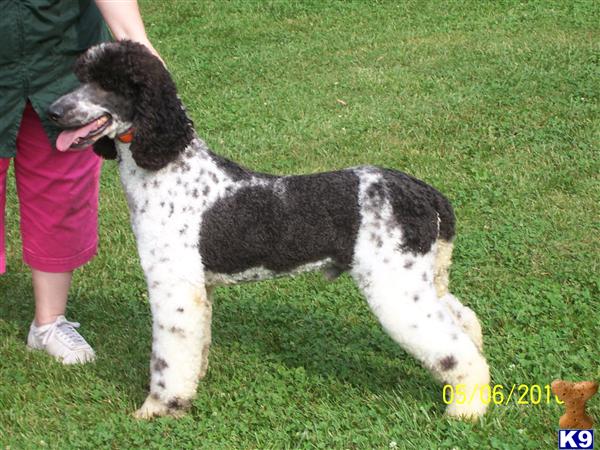 Stud Dogs - Poodle
