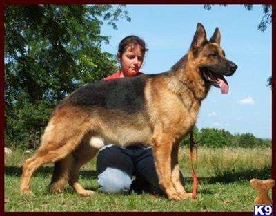 Dogs for Sale in MO