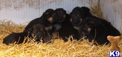Puppies in Richland