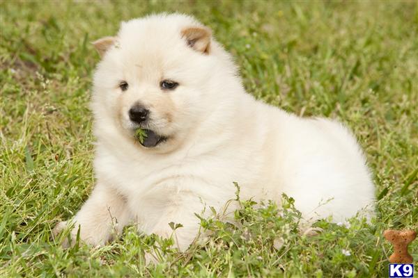 Chow Chow Puppies
