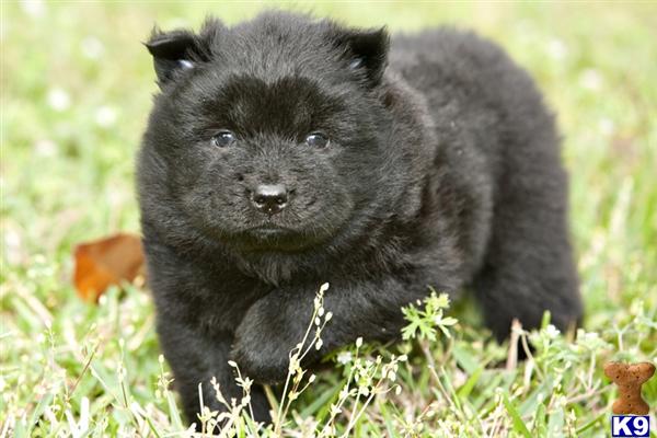 Chow Chow Puppies