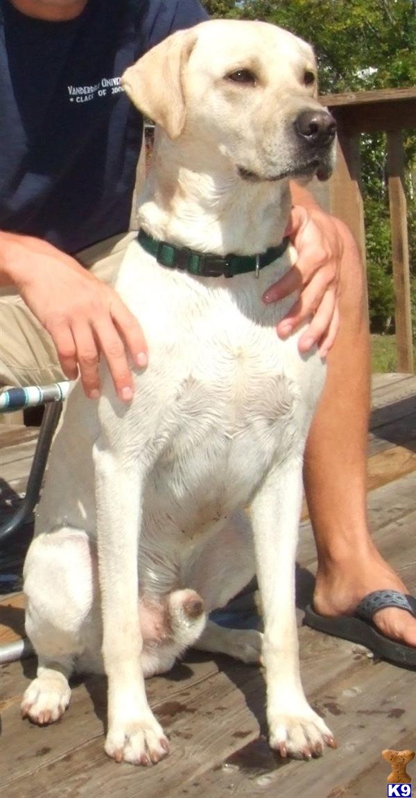 Stud Dogs - Labrador Retriever