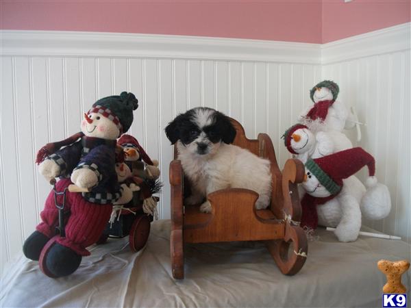Puppies in NH