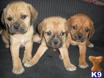 Puppies in NH