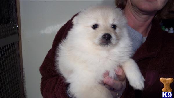 Puppies in NH