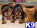 Puppies in NH